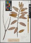 Foto von Salix pedicellata Desf.